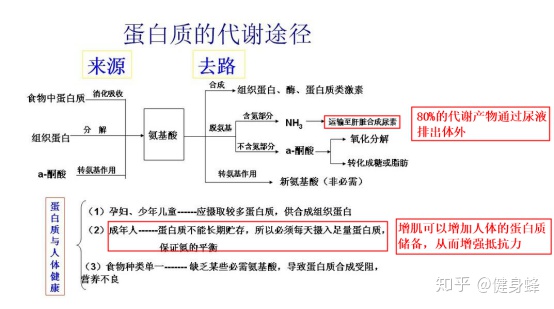 只吃蛋白粉但是不运动会长胖吗？